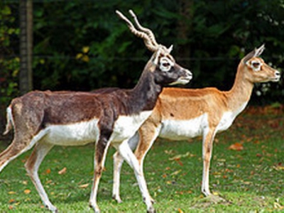 Antilope cervicapre - De Zonnegloed - Refuge pour animaux